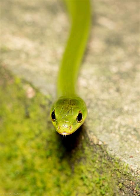 香港眼鏡蛇|辨認蛇類 — HongKongSnakeID.com